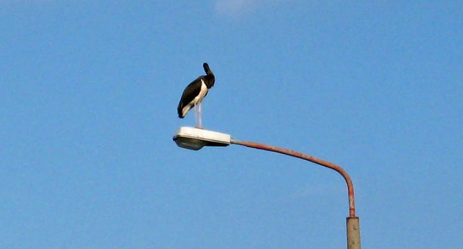 Kopflos in Sondershausen (Foto: Karla Kreyer)