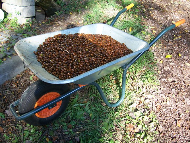 Aufruf zum Sammeln von Eichensaatgut (Foto: Thomas Deilmannn) Aufruf zum Sammeln von Eichensaatgut (Foto: Thomas Deilmannn)