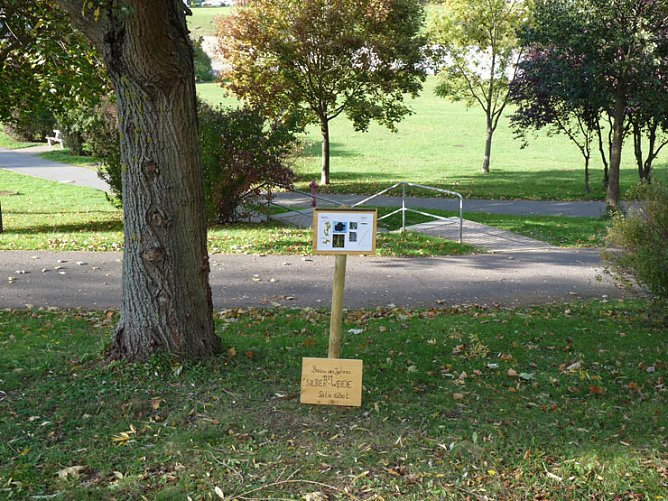 Baum des Jahres (Foto: Karl-Heinz Herrmann)