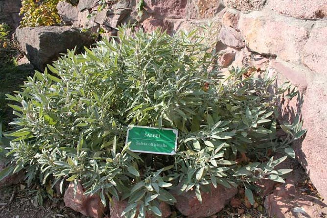 Kräuter soweit das Auge reicht (Foto: Kyffhäusertourismusverband) Kräuter soweit das Auge reicht (Foto: Kyffhäusertourismusverband)