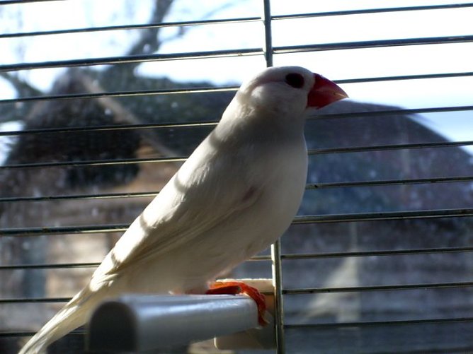 Kleiner Sänger (Foto: privat) Kleiner Sänger (Foto: privat)