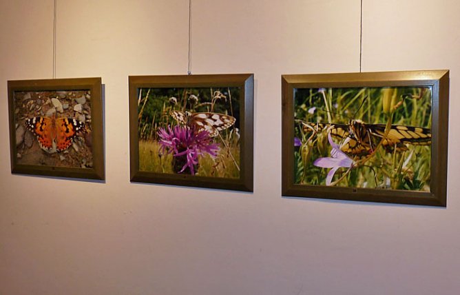 Farbenprächtige Schmetterlinge (Foto: Karl-Heinz Herrmann) Farbenprächtige Schmetterlinge (Foto: Karl-Heinz Herrmann)