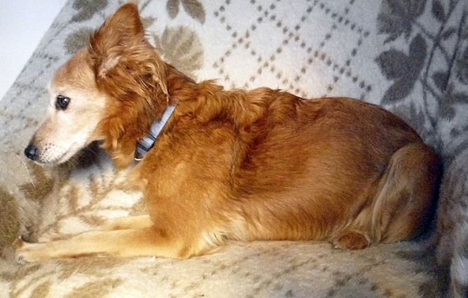 Biggi (Foto: C. Knust)