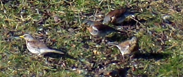 Unbekanntes Flugobjekt (Foto: Familie Kieper)