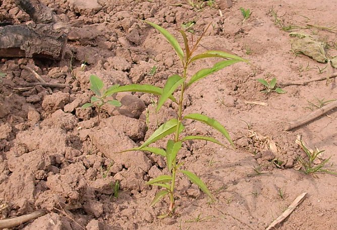 Pfirsichbäumchen (Foto: Karl-Heinz Herrmann) Pfirsichbäumchen (Foto: Karl-Heinz Herrmann)