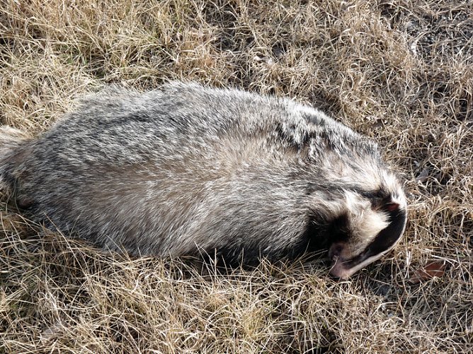 Der Schein tr&uuml;gt (Foto: Karl-Heinz Herrmann)