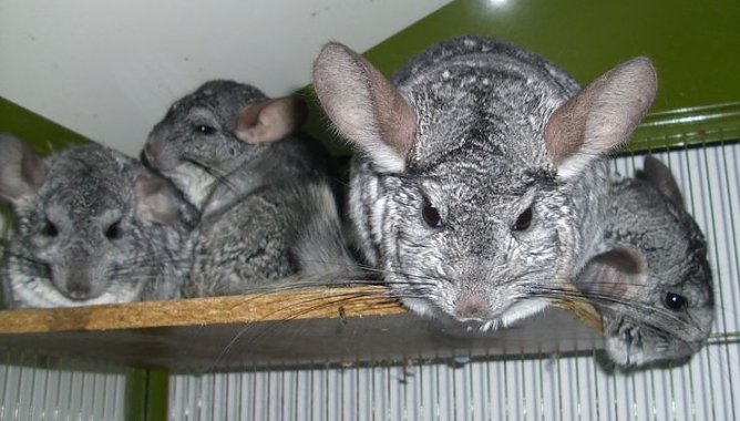 Männer-WG (Foto: C. Knust) Männer-WG (Foto: C. Knust)