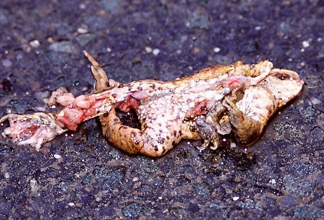 Platt gemacht (Foto: NABU) Platt gemacht (Foto: NABU)