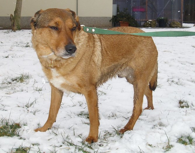 Tier der Woche: Villo (Foto: C. Knust) Tier der Woche: Villo (Foto: C. Knust)