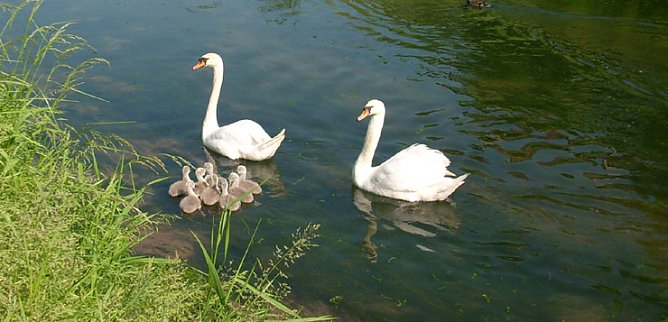 Familie Schwan (Foto: Karl-Heinz Herrmann)