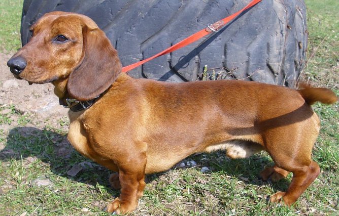 Basti (Foto: C. Knust) Basti (Foto: C. Knust)