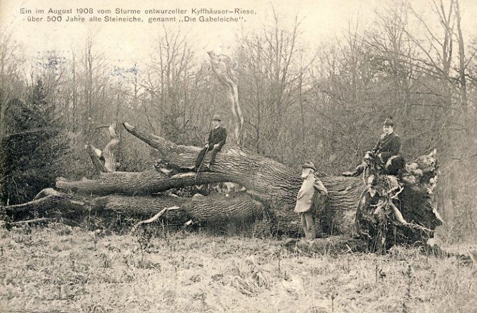 Was B&auml;ume erz&auml;hlen (2. Teil) (Foto: Regionalmuseum Bad Frankenhausen)