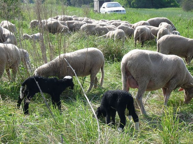 Neuer Sch&auml;fer (Foto: Karl-Heinz Herrmann)