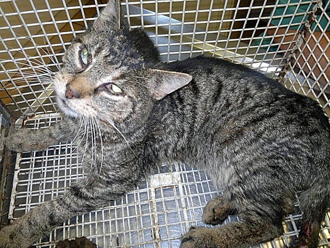 Besitzer des Katers gesucht (Foto: Stadt Sondershausen) Besitzer des Katers gesucht (Foto: Stadt Sondershausen)