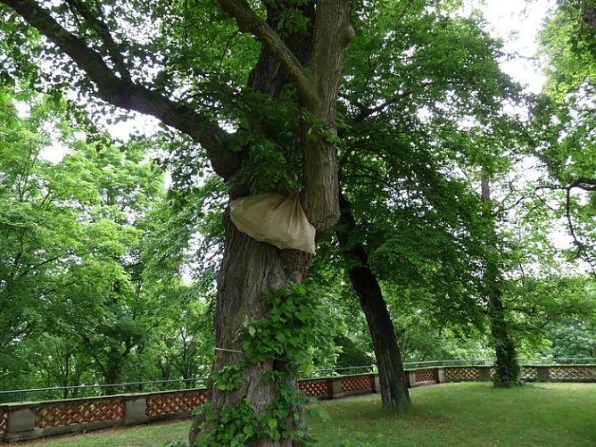 Spannendes Schulfest (Foto: Karl-Heinz Herrmann)