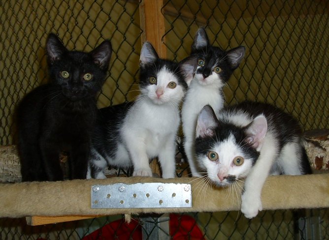 Rasselbande (Foto: C. Knust)