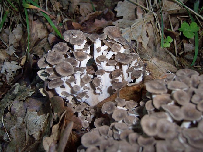 Eichhasen (Foto: Ronald Süß) Eichhasen (Foto: Ronald Süß)