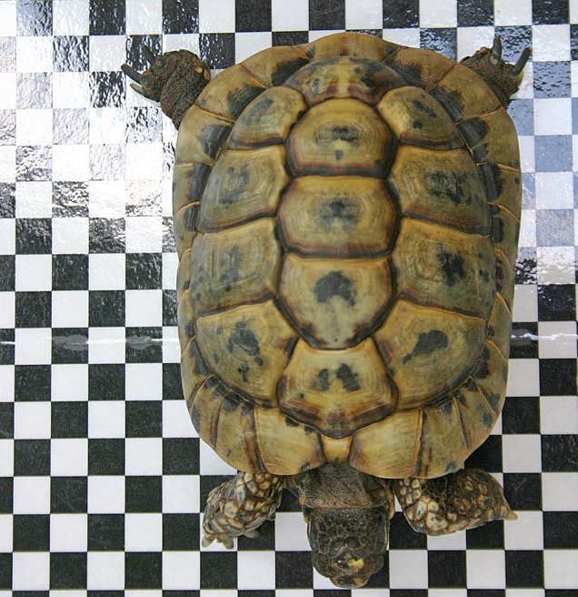 Landschildkr&ouml;te gefunden (Foto: Stadt Sondershausen)