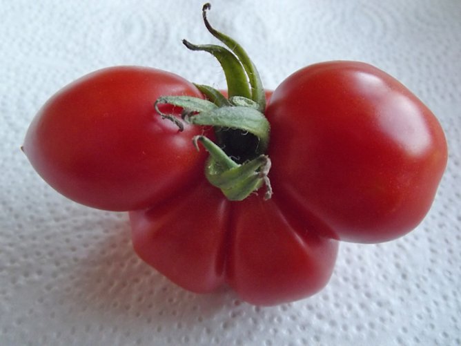 Ungew&ouml;hnliche Tomatenform (Foto: Thomas Leipold)
