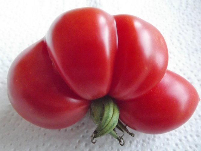 Ungew&ouml;hnliche Tomatenform (Foto: Thomas Leipold)