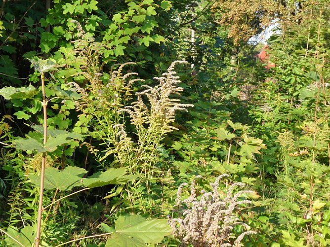 Aufgespie&szlig;t: Refugium oder? (Foto: Karl-Heinz Herrmann)