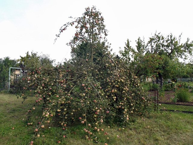 Apfelsortenbestimmung m&ouml;glich (Foto: Karl-Heinz Herrmann)
