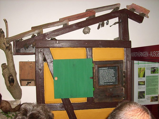 Tag der Fledermaus (Foto: Karl-Heinz Herrmann)