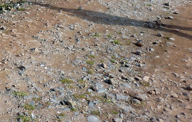 Den Kranichen gefolgt (Foto: Karl-Heinz Herrmann)