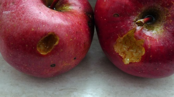 Ganz schön dreist? (Foto: Karl-Heinz Herrmann) Ganz schön dreist? (Foto: Karl-Heinz Herrmann)