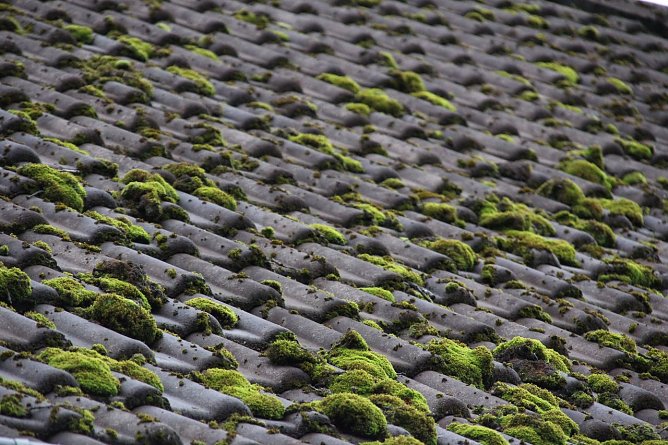 Moos schadet dem Dach (Foto: DBU)