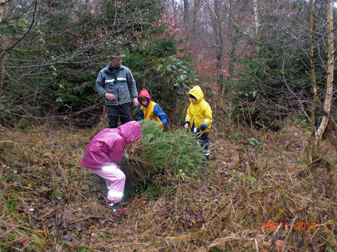 Baum geholt (Foto: Kindervilla Bad Frankenhausen)