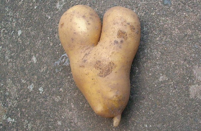 Kartoffelherz (Foto: Karl-Heinz Herrmann)
