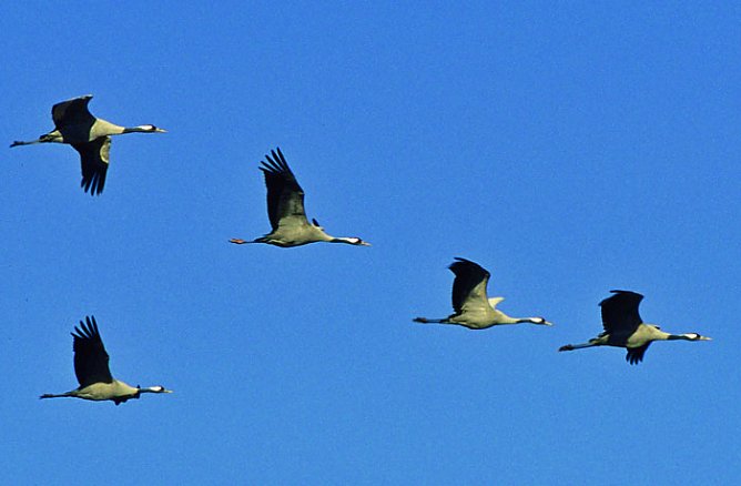 Soweit die Fl&uuml;gel tragen (Foto: Regionalmuseum Bad Frankenhausen)