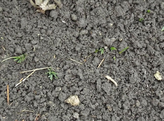 Frühblüher kommen schon! (Foto: Thomas Leipold) Frühblüher kommen schon! (Foto: Thomas Leipold)