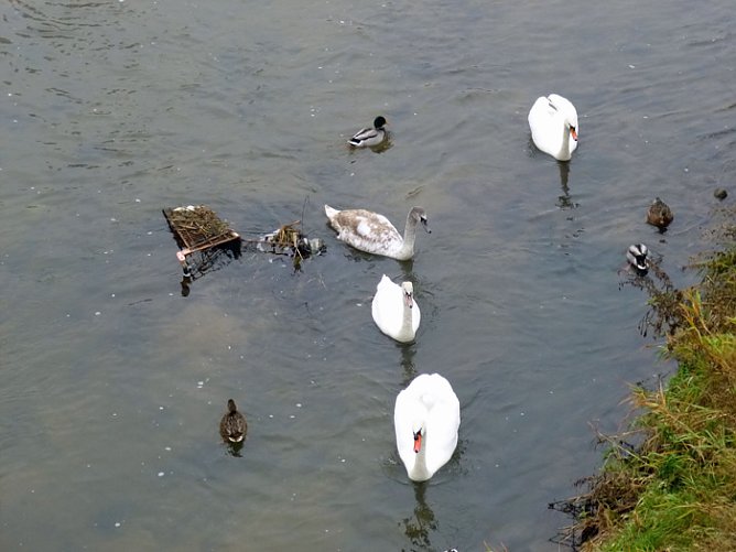 Dicht umlagert (Foto: Dorothea Kieper)