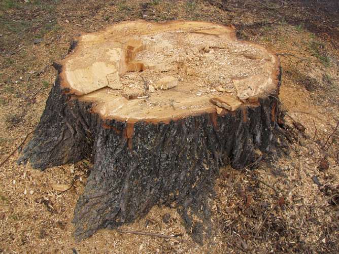 kn-Forum: B&auml;ume in Frankenhausen (Foto: Andreas Zeidler)