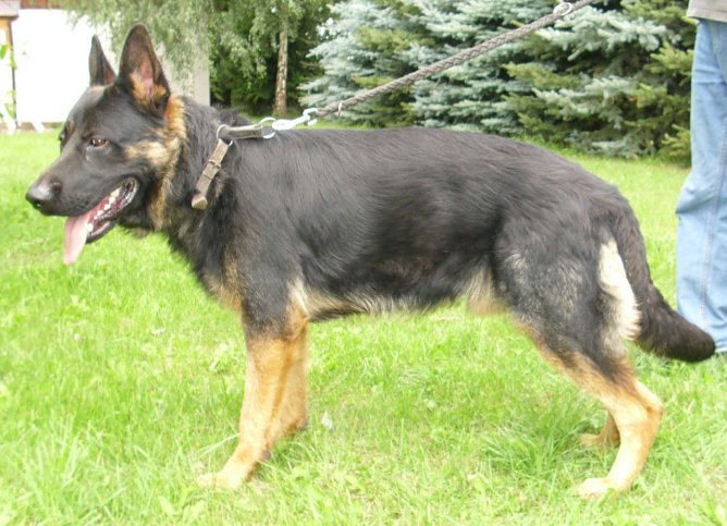 Hector (Foto: C. Knust)