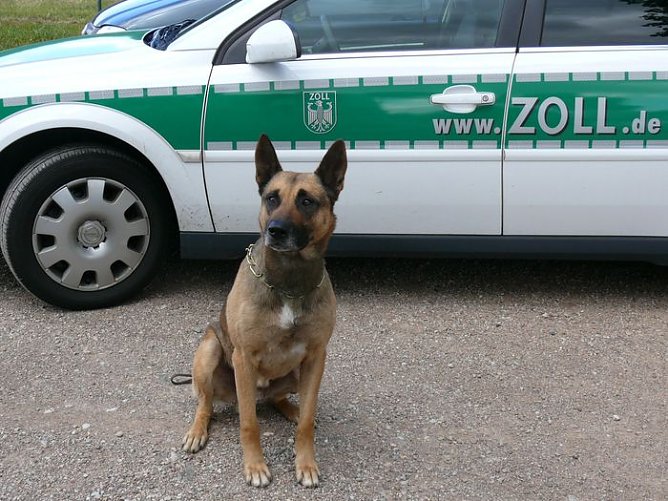 Das ist "Jet" (Foto: Zoll)