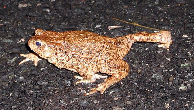 Geschafft (Foto: NABU Thüringen) Geschafft (Foto: NABU Thüringen)