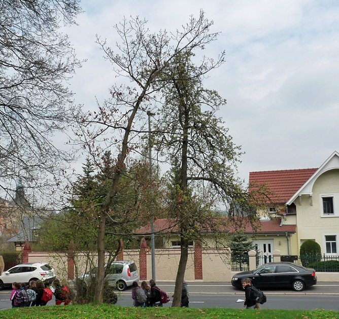 Der besondere Apfelbaum (Foto: Karl-Heinz Herrmann)