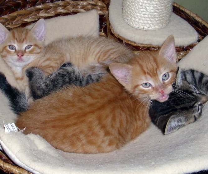 "Wir können vermittelt werden" (Foto: C. Knust) "Wir können vermittelt werden" (Foto: C. Knust)