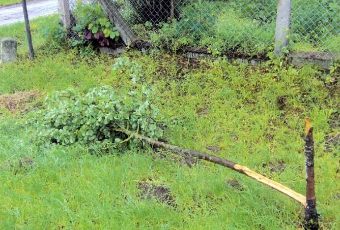 B&auml;ume umgeknickt (Foto: Polizei)