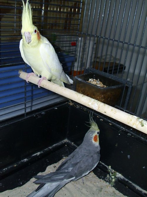 tierheim (Foto: tierheim)