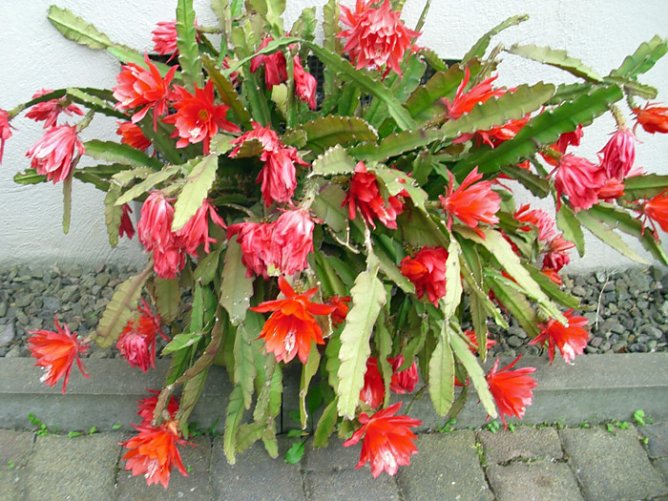 Schönes Prachtexemplar (Foto: Thomas Leipold) Schönes Prachtexemplar (Foto: Thomas Leipold)