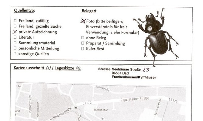 Hirschkäfer gefunden (Foto: Peter Möbius) Hirschkäfer gefunden (Foto: Peter Möbius)