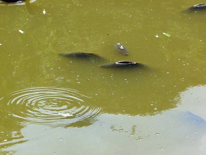 Auch wir leiden! (Foto: Karl-Heinz Herrmann) Auch wir leiden! (Foto: Karl-Heinz Herrmann)