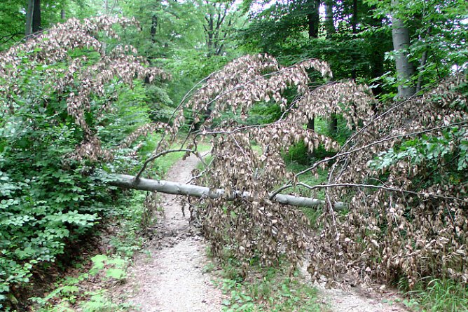 Wanderer unerw&uuml;nscht? (Foto: privat)