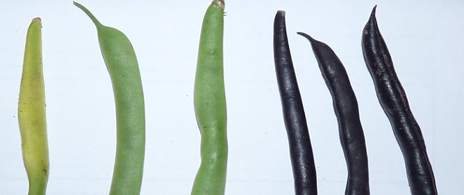 Wie sonst nach der Wahl (Foto: Karl-Heinz Herrmann) Wie sonst nach der Wahl (Foto: Karl-Heinz Herrmann)