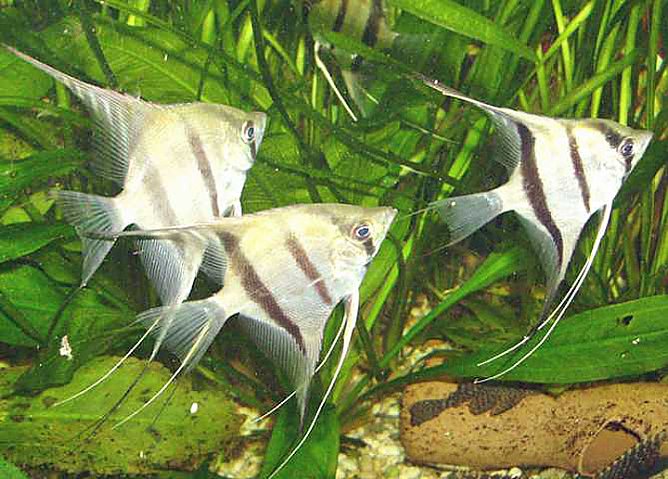 Wieder Zierfischbörse (Foto: Jens Steiner) Wieder Zierfischbörse (Foto: Jens Steiner)