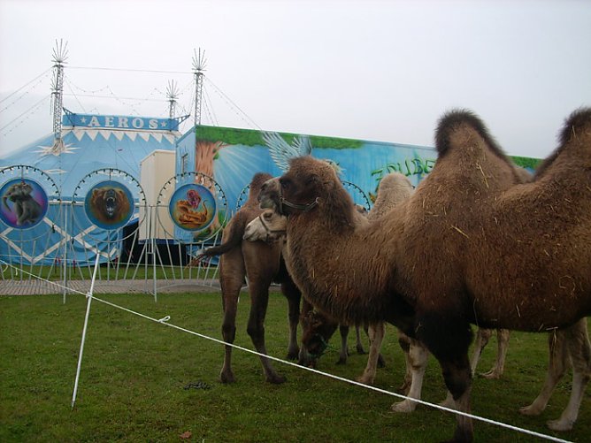 Zikus Aeros (Foto: Karl-Heinz Herrmann)